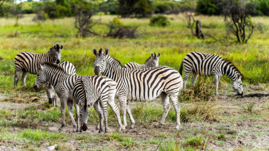 Zebra close view in the Moremi Game Reserve (Okavango River Delta), National Park, Botswana
