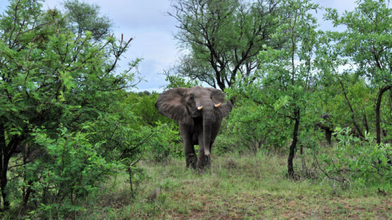 An adult elephant with tusks stands in the middle of thick green foliage and trees under an overcast sky.