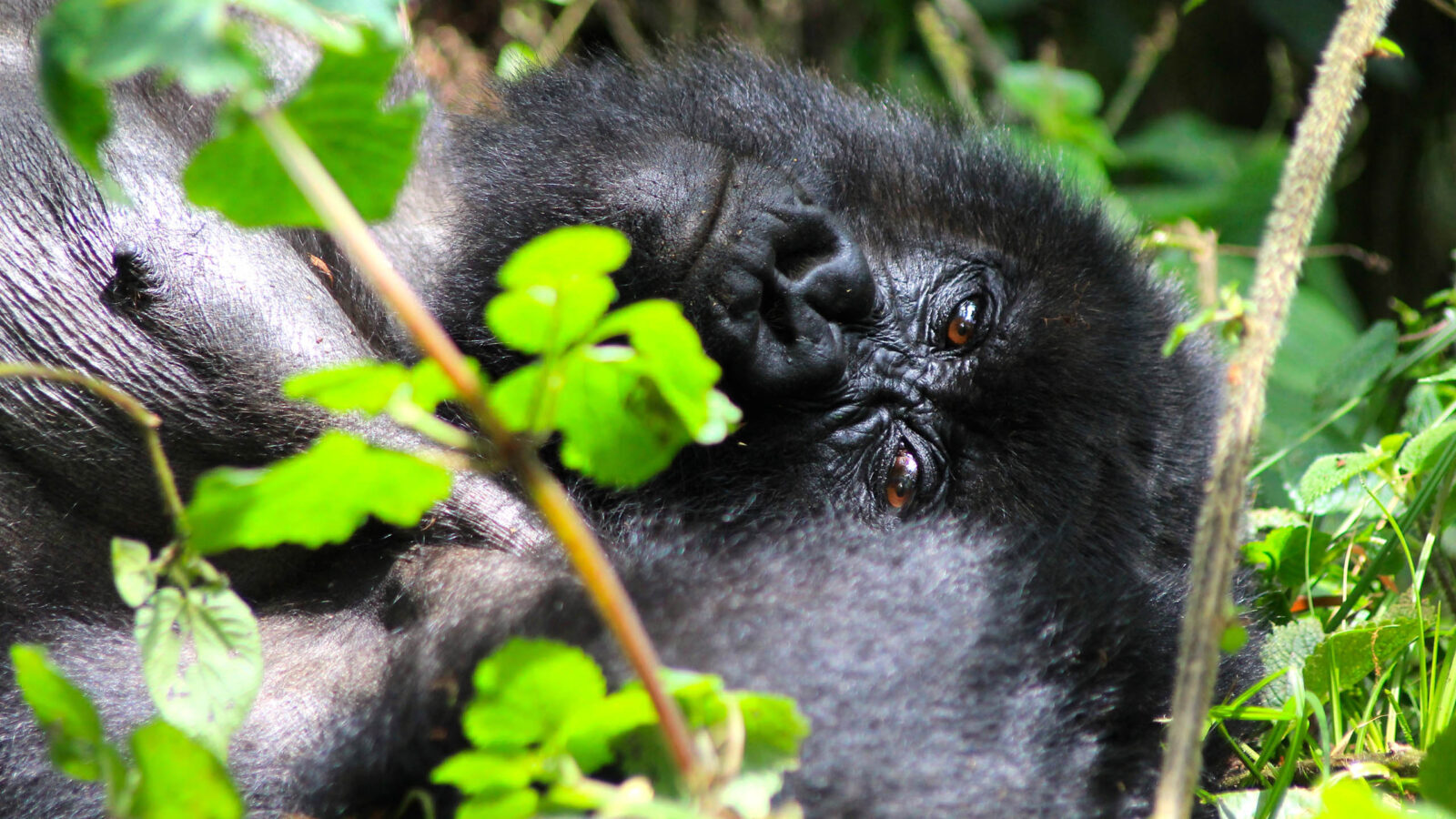 Mountain gorilla baby in Uganda