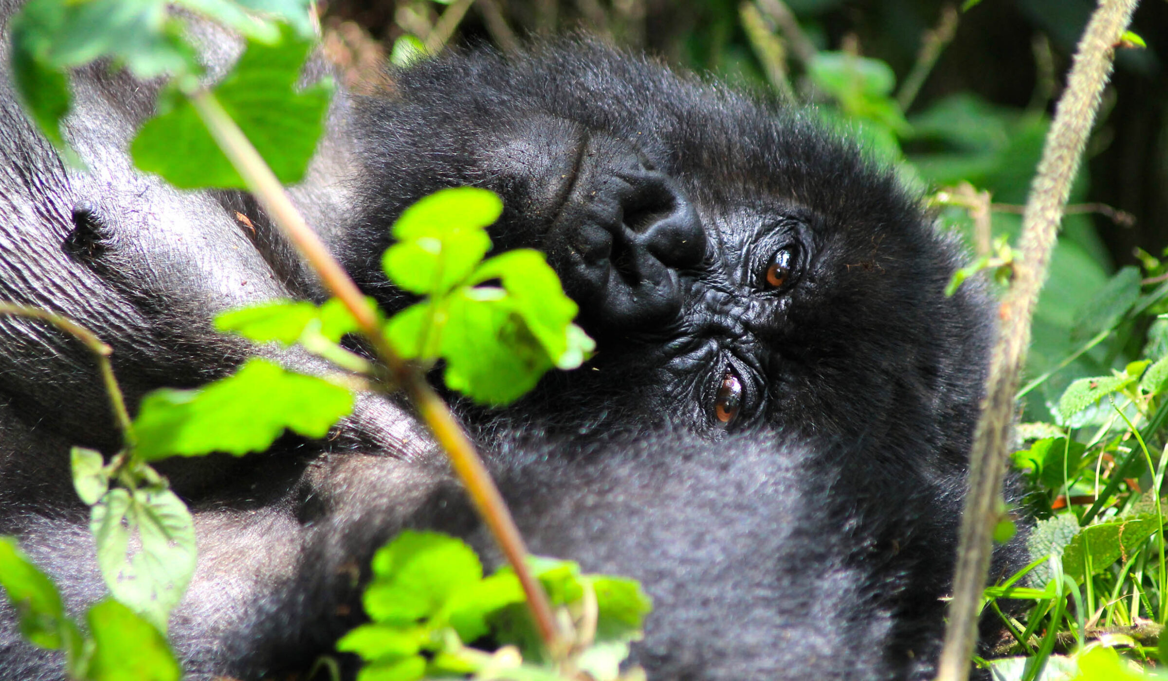 Mountain gorilla baby in Uganda
