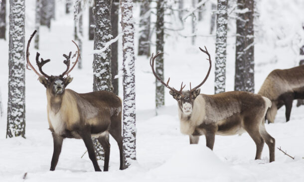 reindeer-swedish-lapland
