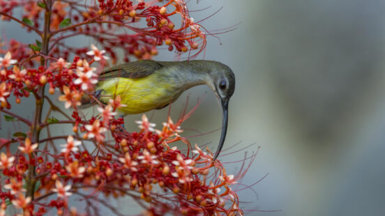 rainforest-discovery-centre-bird-2