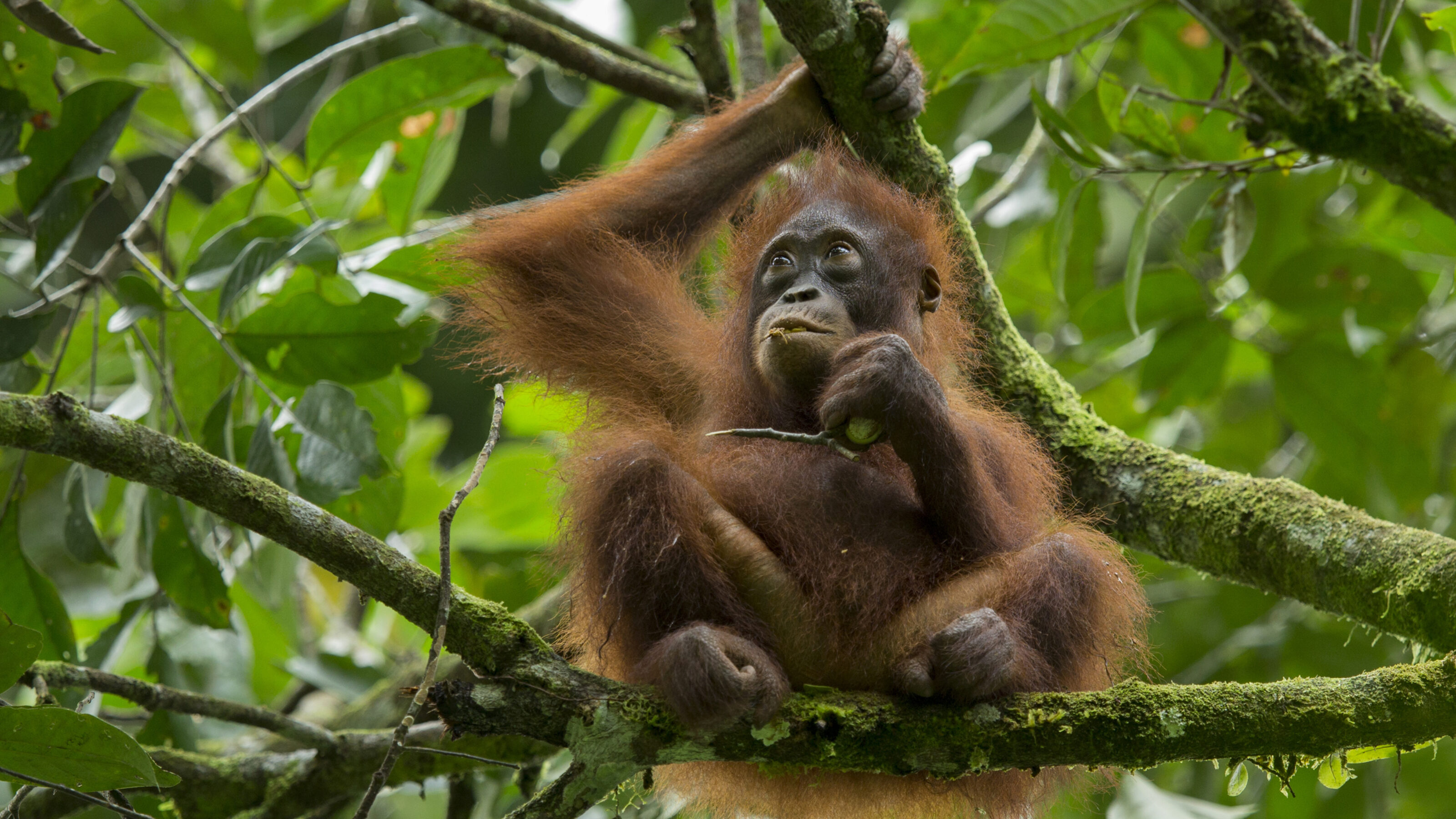 Orangutan in Borneo