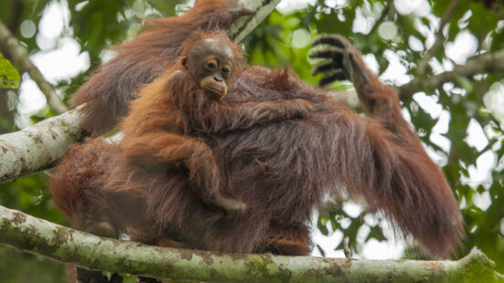 A young orangutan with bright orange fur holding onto an adultx27;s back amidst green forest foliage.