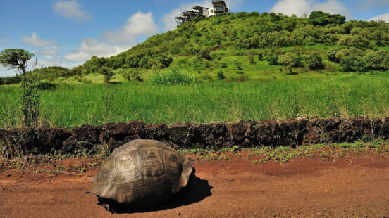 pikaia-lodge-tortoise