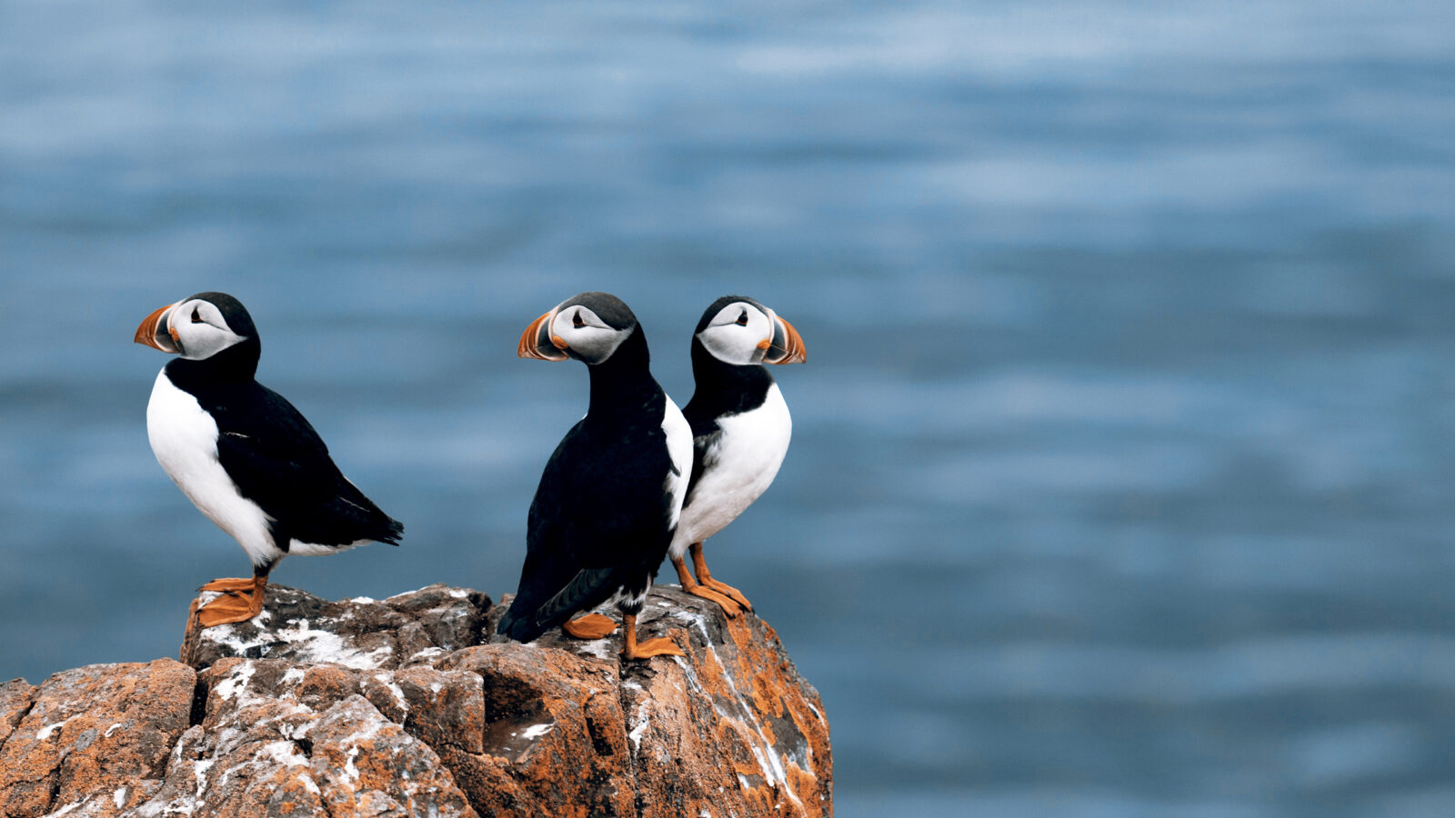 family-vacations-in-denmark-Puffins in Iceland