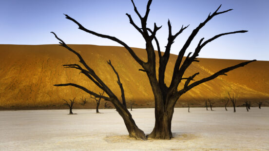 A stark, bare tree stands in Deadvlei with a towering orange sand dune in the background.