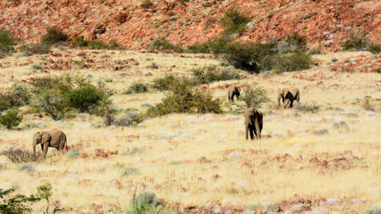 Several elephants roam across a dry, yellow-grass field with a steep, reddish rocky hill in the background.