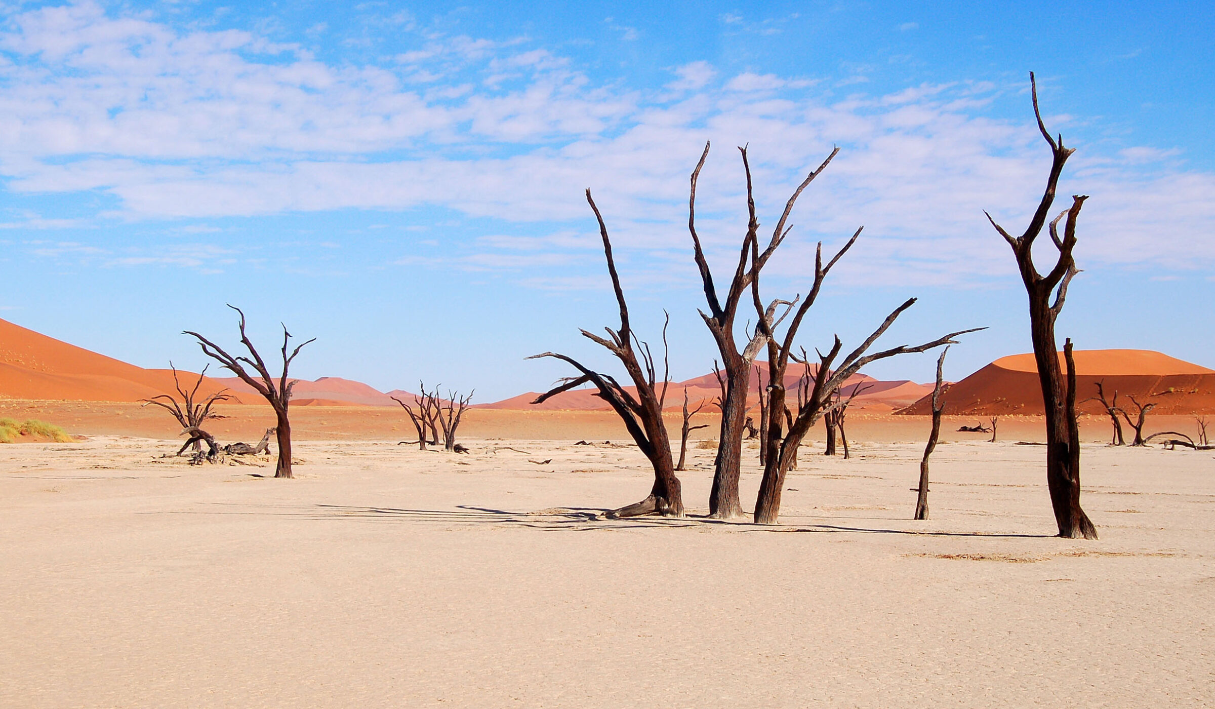 Barren dead trees on a white clay pan, surrounded by massive orange sand dunes under a blue sky, characteristic of luxury Namibia tours.