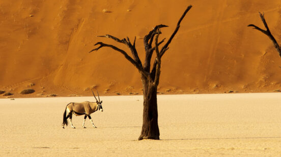 oryx-antelope-namibia