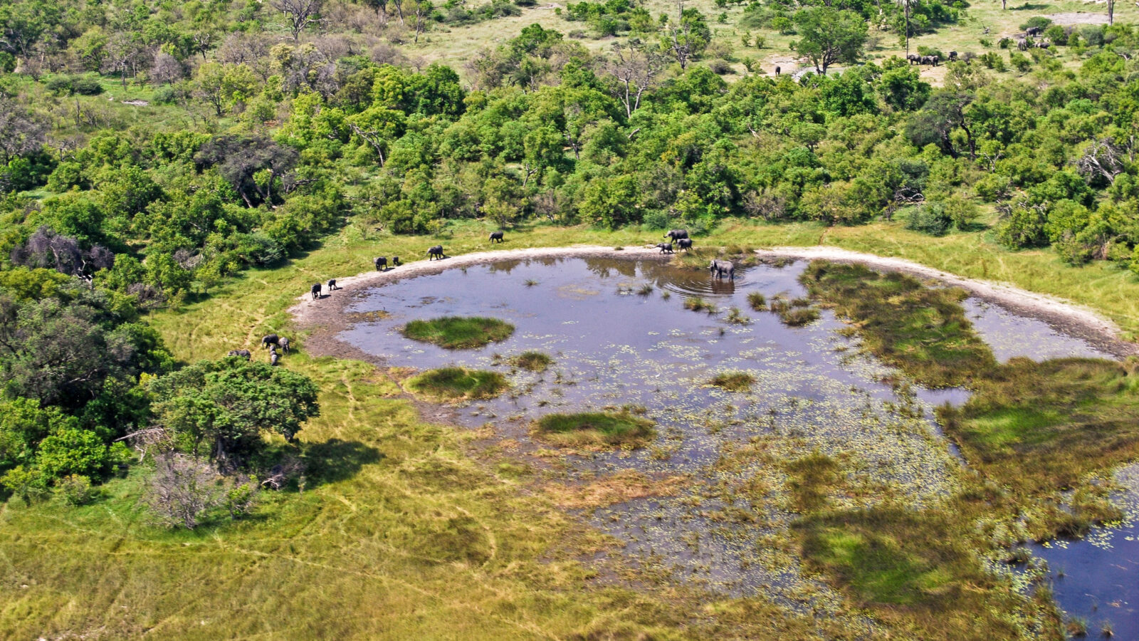 High angle view of several elephants at the edge of a pond in a green forested landscape.