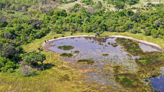 High angle view of several elephants at the edge of a pond in a green forested landscape.
