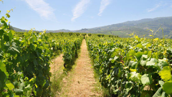 quinta-da-pacheca-vineyard