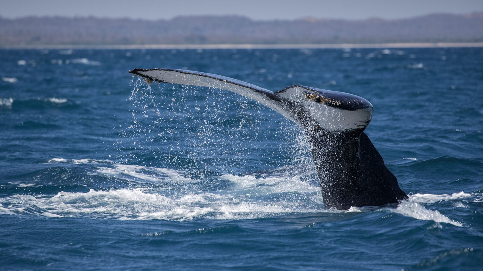 Humpback whale, Baleine à bosse