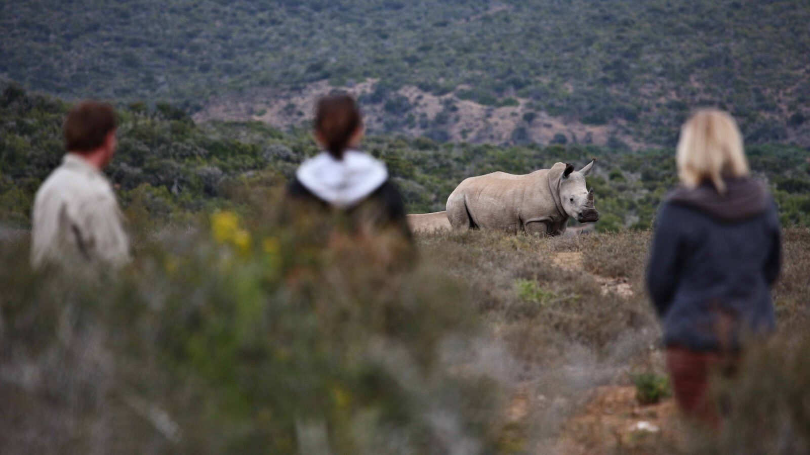 People observing a rhinoceros in the wild while on luxury Eastern Cape holidays.