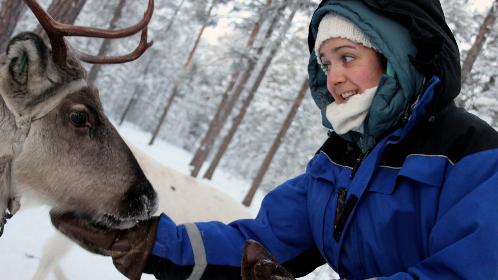 A reindeer eating from a ladies hand on a Reindeer farm in Finland.