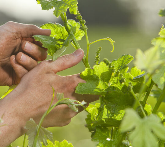 Barossa vines