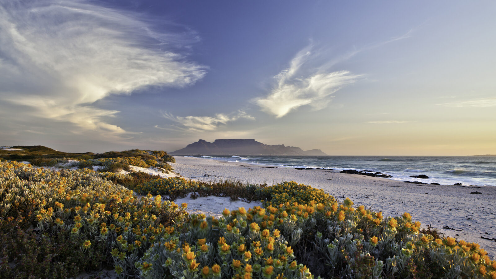 Vibrant orange flowers blooming on white sand dunes with Table Mountain in the distance on luxury Cape Town holidays.