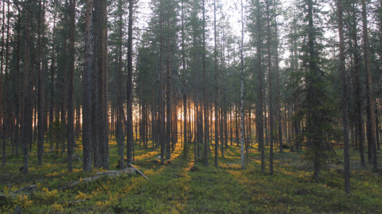 treehotel-forest-swedish-lapland