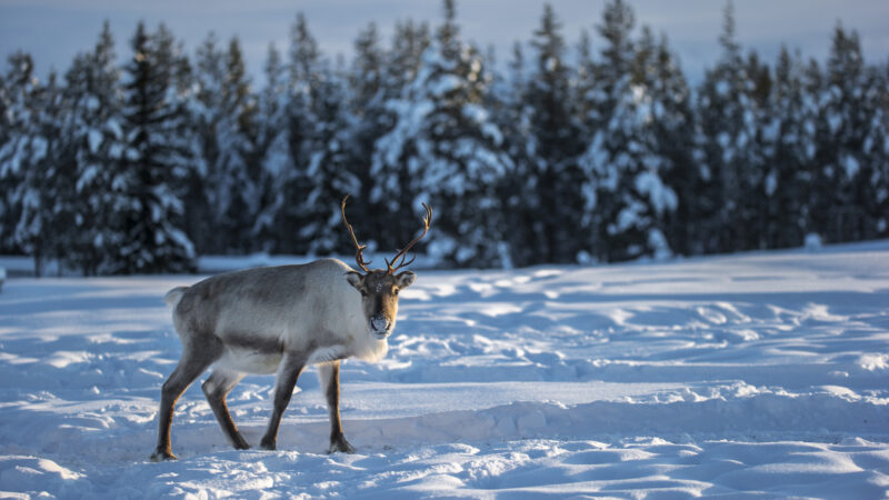reindeer-swedish-lapland