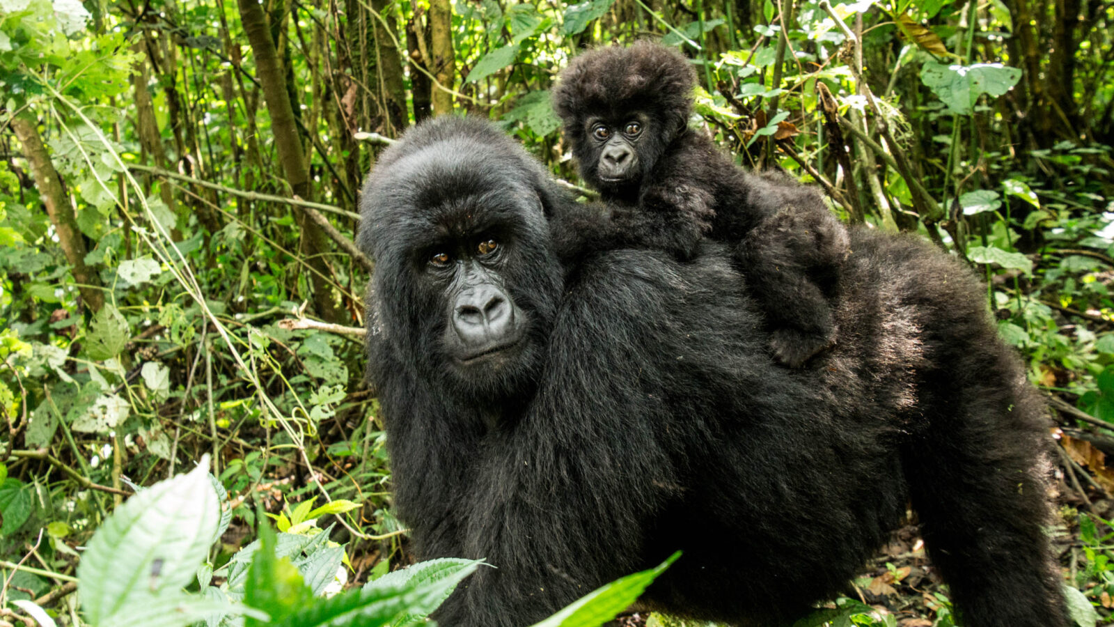 A mother gorilla and her baby in Virunga National Park