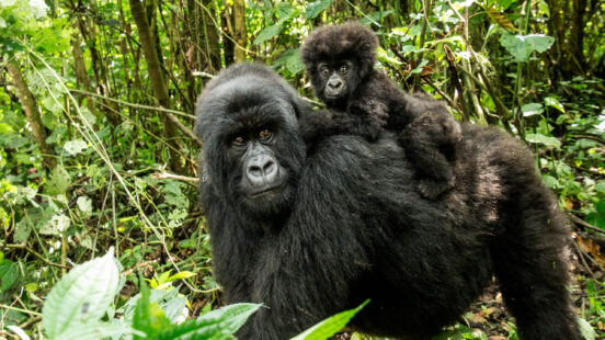 A mother gorilla and her baby in Virunga National Park