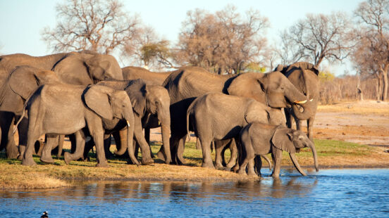 A family of elephants in Hwange National Park, Zimbabwe