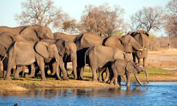A family of elephants in Hwange National Park, Zimbabwe