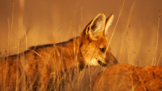 Maned wolf at Serra da Canastra National Park, Brazil