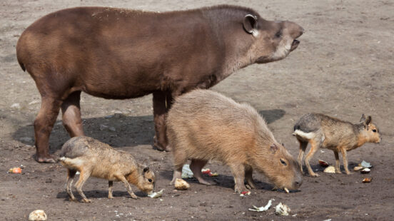 South American tapir (Tapirus terrestris), also known as the Brazilian tapir, with Capybara (Hydrochoerus hydrochaeris) and Patagonian mara (Dolichotis patagonum). Wild life animal.
