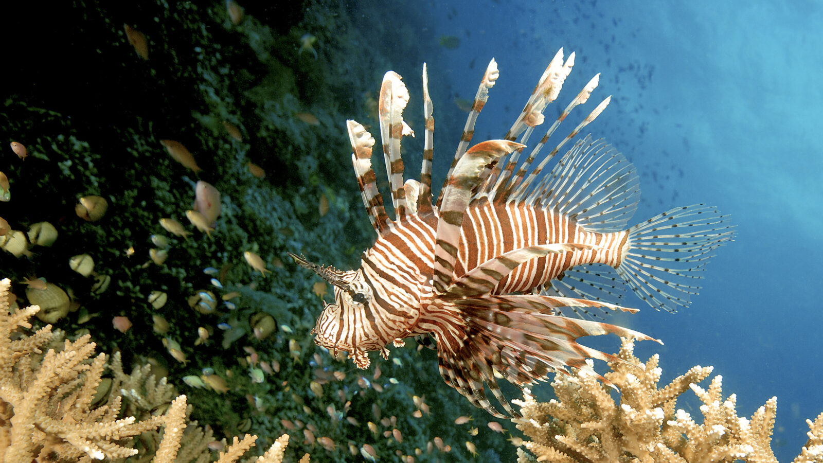 amanwana-lion-fish