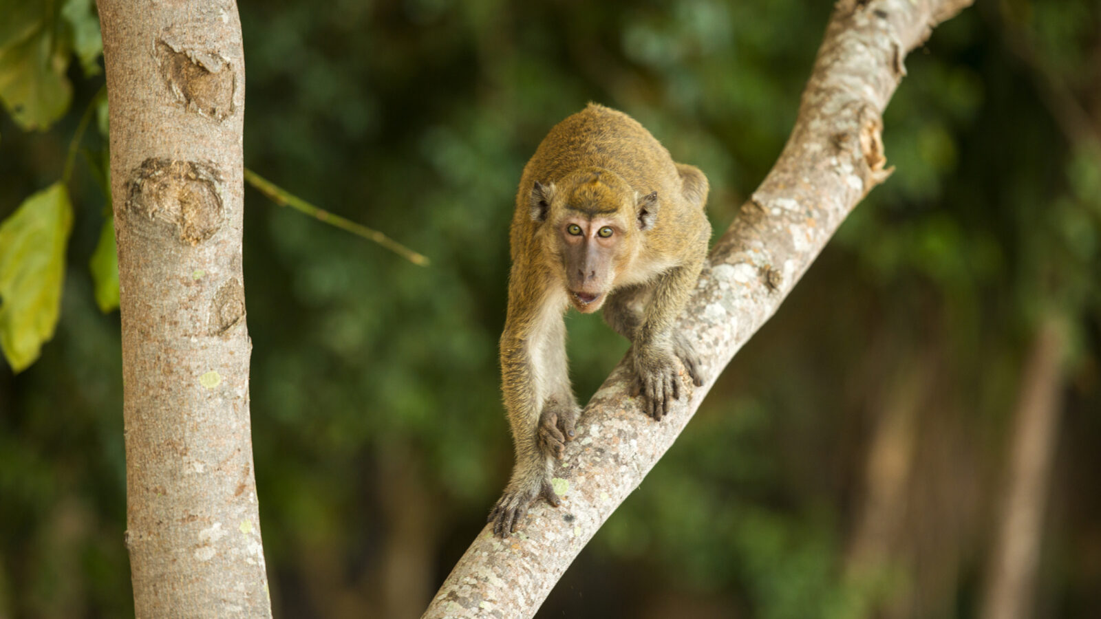 amanwana-monkey