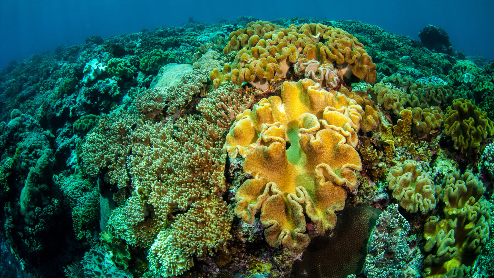 indonesia-coral