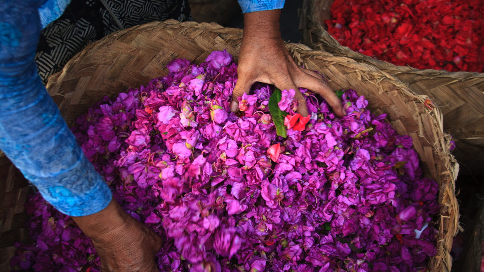 Close-up of hands with baskets of colorful flower petals on luxury Bali holidays.