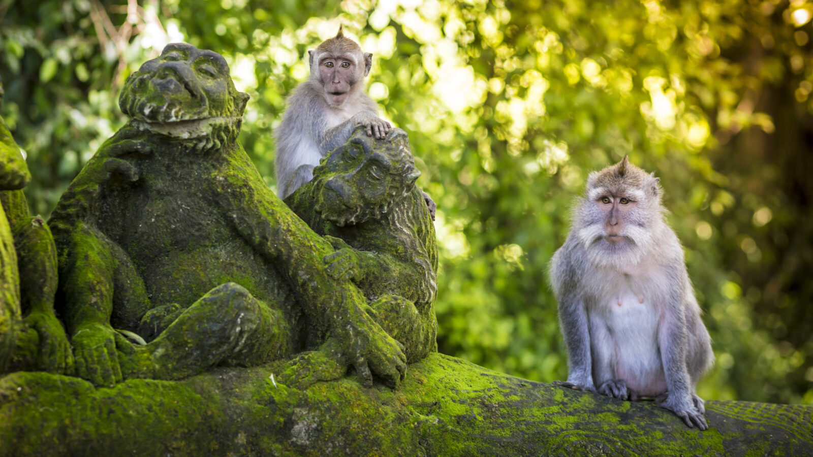 Two wild monkeys sitting on ancient stone statues during luxury Bali tours.