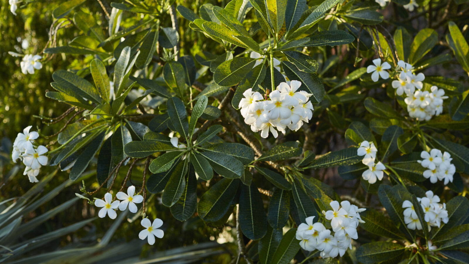 nusa-dua-frangipane