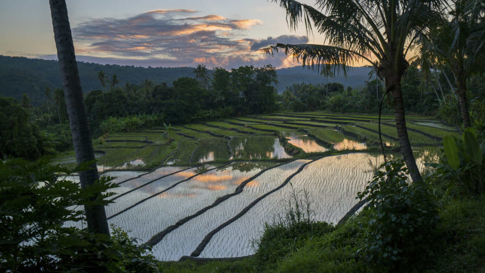 amankila-rice-paddy-view