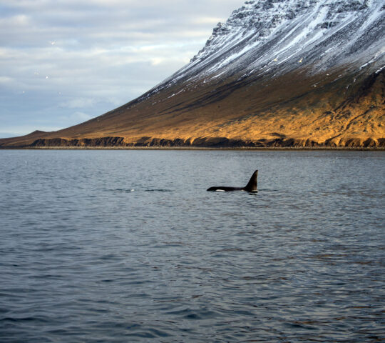 Spotting whales off the Snaefellsnes Peninsula