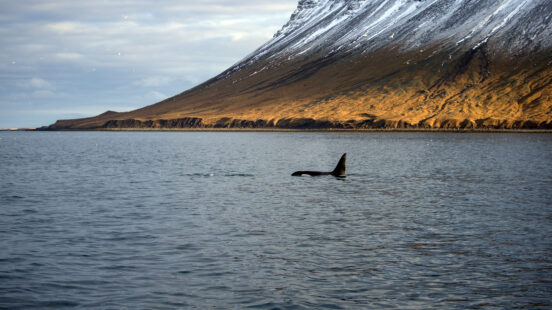 An orcax27;s dorsal fin breaks the waterx27;s surface during luxury snæfellsnes peninsula tours, with a steep mountain behind.