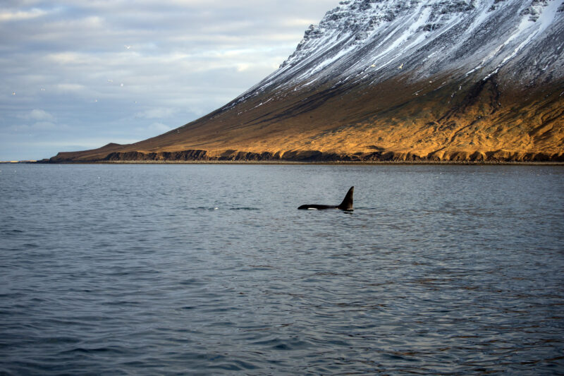 An orca's dorsal fin breaks the water's surface during luxury snæfellsnes peninsula tours, with a steep mountain behind.