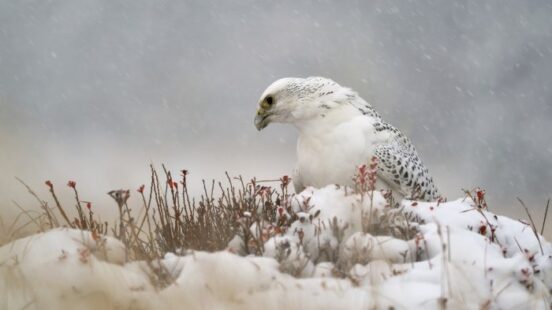Gyrfalcon-iceland