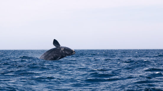 whale-watching-peninsula-valdes-argentina