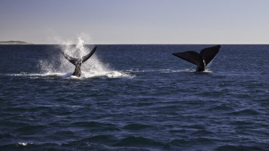 The flukes (tails) of two dark whales breach the deep blue ocean, with one whale creating a splash of water.