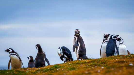 The Magellan penguin community on Isla Magdalena, Punta Arenas where they dig