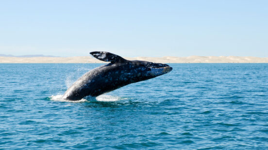 A humpback whale jumping in the ocean in Los Cabos, Mexico