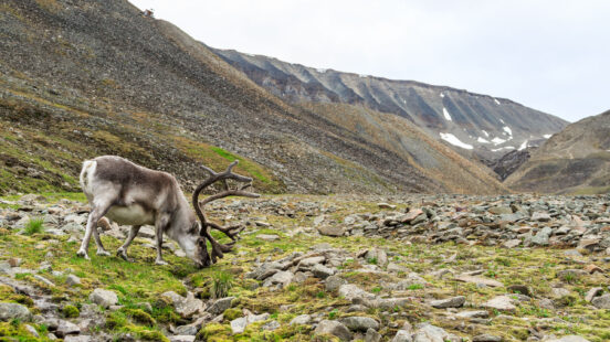 svalbard-male-reindeer