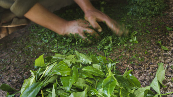 preparing-tea-leaves-peru