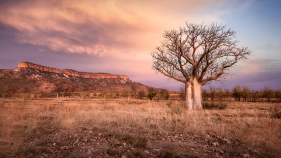 Boab-tree-kimberley-australia