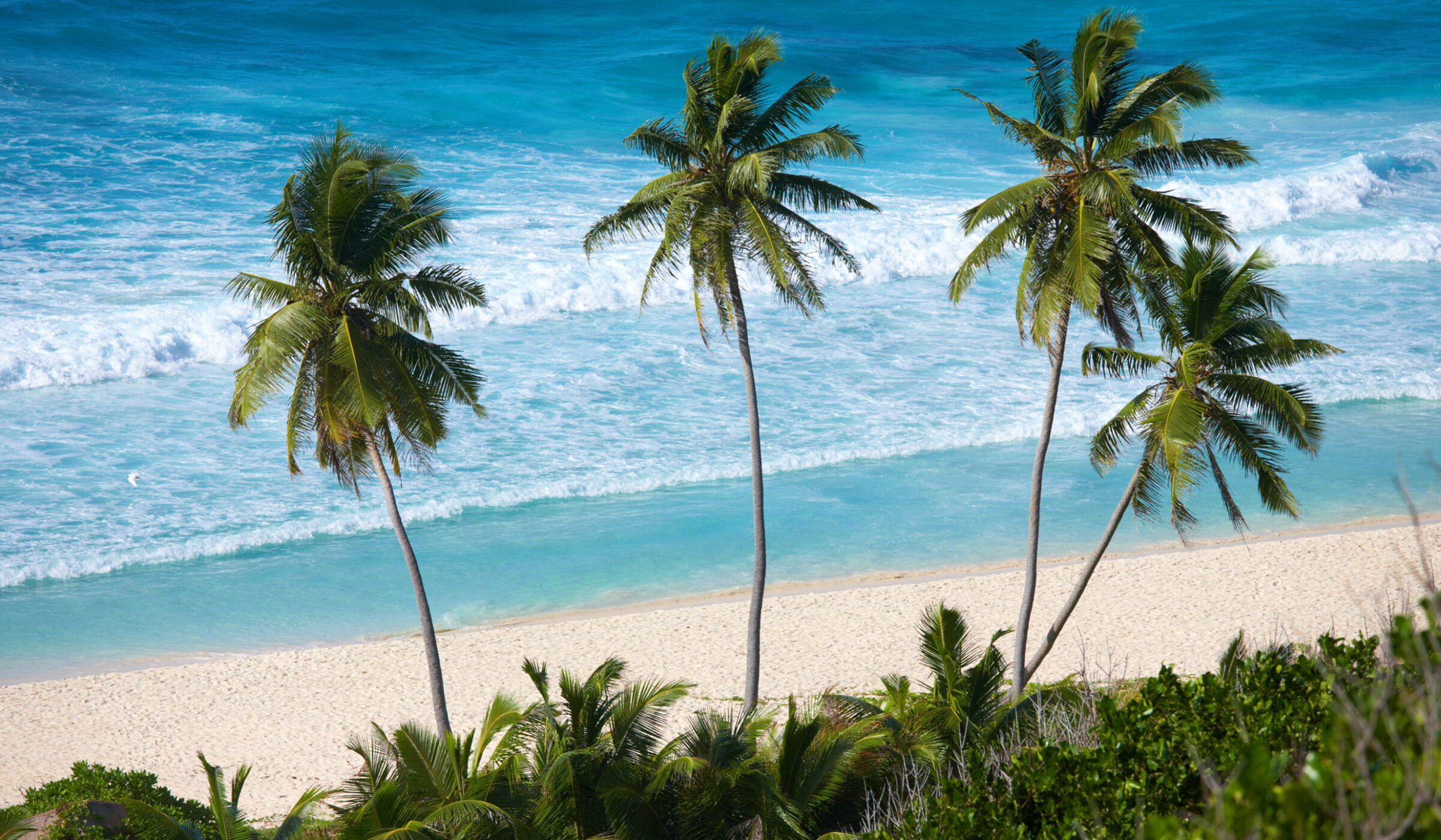 seychelles-palm-trees