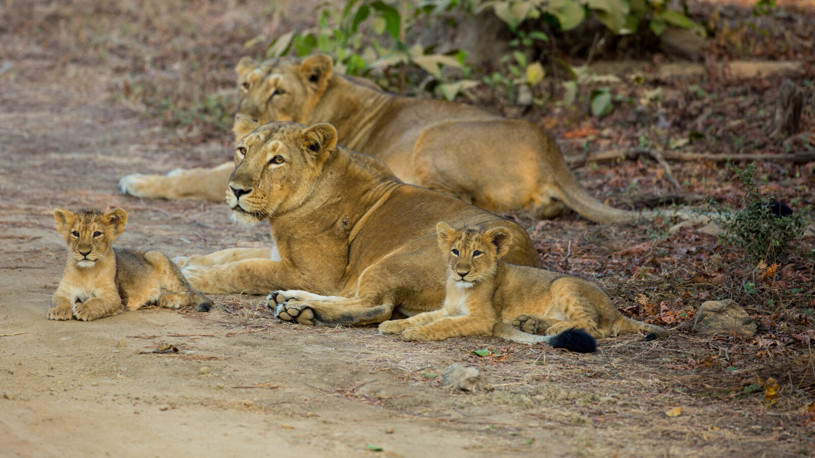 asiatic-lions-gir-forest-national-park-india